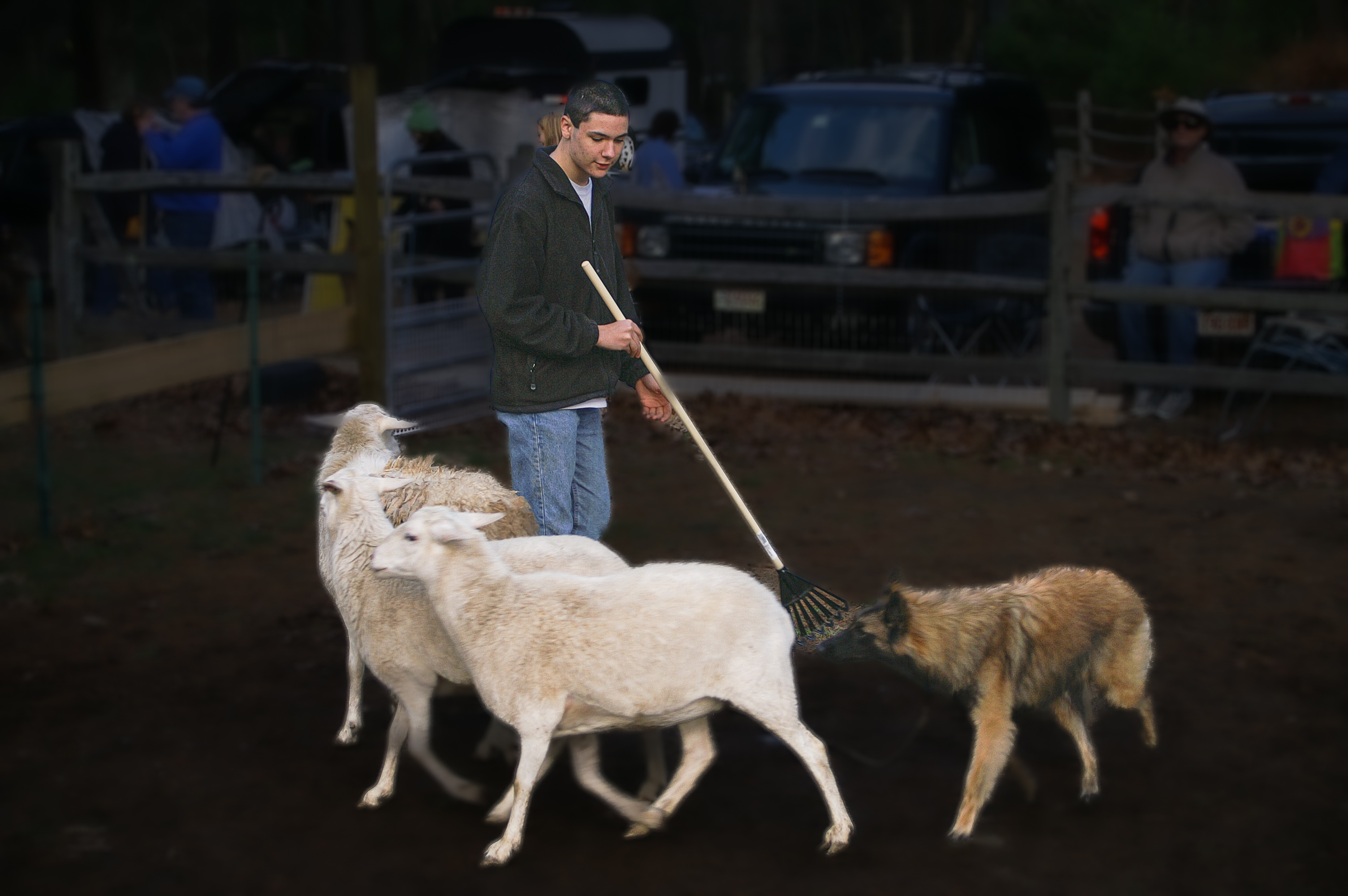 Kiowa Herding With Cody